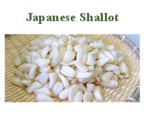 Japanese Shallot