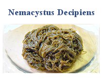 Nemacystus Decipiens