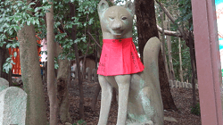 Fox, a messenger of God in the Taisha (shrine)