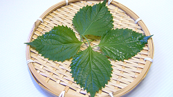 Green shiso leaf