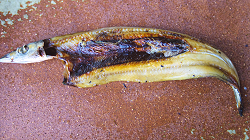 Open grilled saury