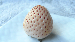 white strawberry