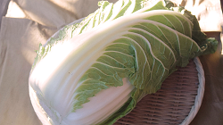 Full-size napa cabbage