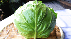 Spring cabbage