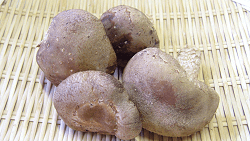 Shiitake