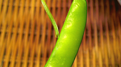 String of snow pea