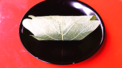 Kashiwa mochi